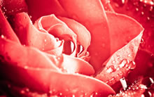 巨幅玫瑰花郁金香 Rose Tulip WallPaper