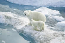 狼与北极熊图库 Polar Bear wolf Wallpaper