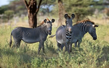 大象斑马与长颈鹿 Elephants Zebra Giraffe Wallpaper