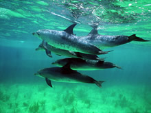 可爱的海豚壁纸 dolphins Wallpaper