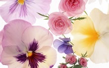 22英寸宽屏鲜花 Flowers Widescreen Wallpaper