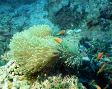 高清晰珊瑚图 coral Wallpaper