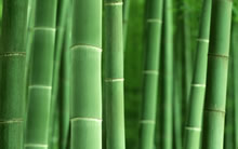 竹子竹林高清图 Bamboo Widescreen Wallpaper
