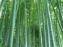 美丽的竹林风光 Bamboo grove Wallpaper